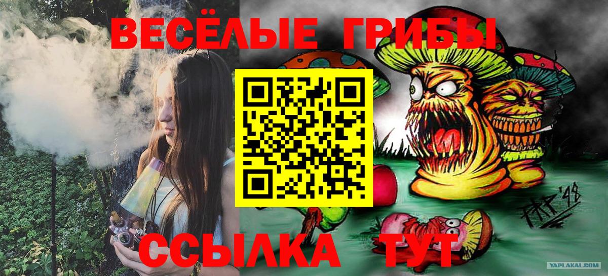 Псилоцибиновые грибы прущие грибы  Псилоцибиновые грибы Psilocybe  Старая Русса 